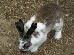 0607bunny5