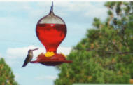 Mimi hummingbird