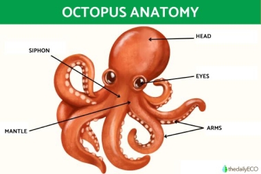 anatomy