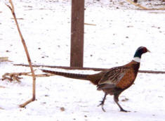 pheasant cockbird