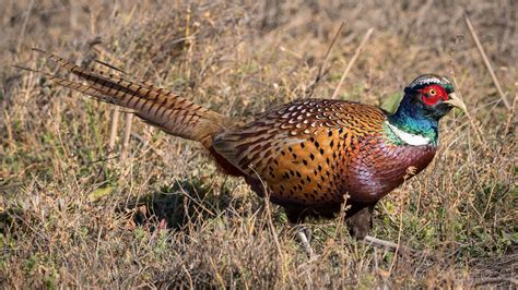 pheasant good