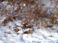 pheasant in brushsm