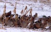 pheasants allsm