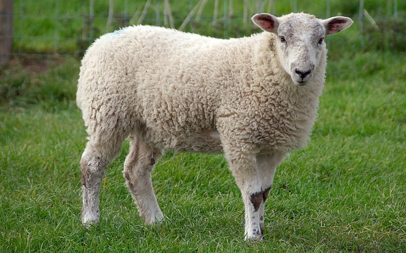sheep good