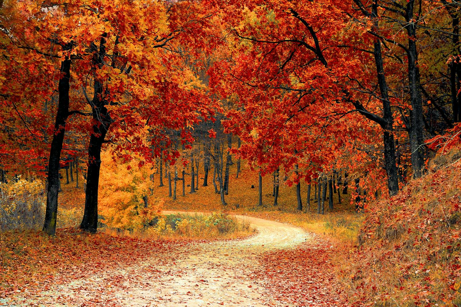 fall autumn red season