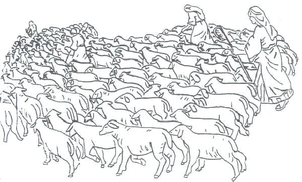 sheepL1P2