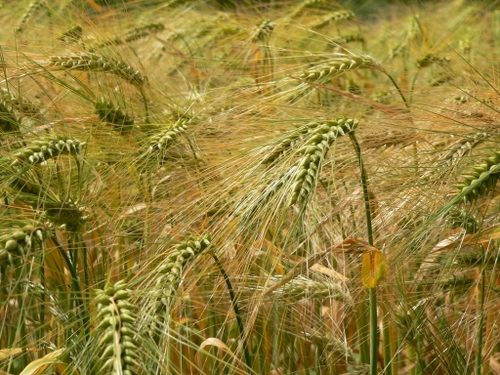 summer wheat field