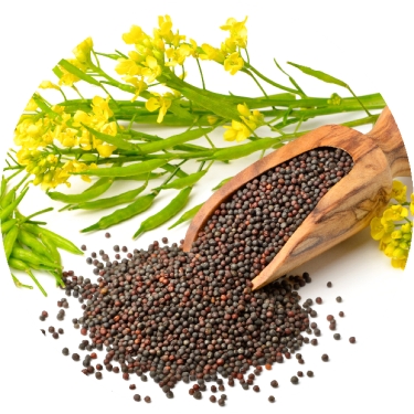 mustard seeds