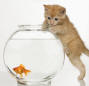 catandfishbowl