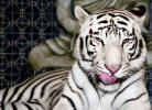 big cats big cats