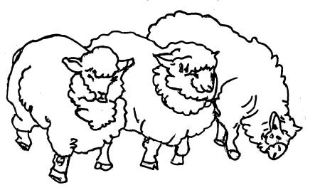 lambs